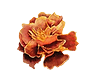 Marigold Medium + Healing